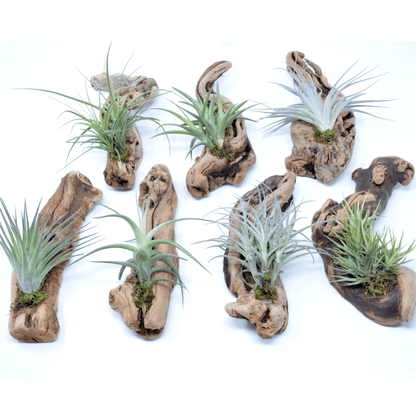 Tillandsia 1 Mounted On Grapewood Hanging - Rainforest Flora