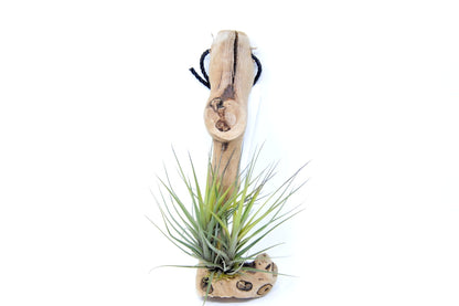 Tillandsia 1 Mounted On Grapewood Hanging - Rainforest Flora