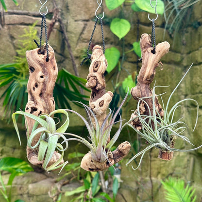 Tillandsia #1 Mounted On Grapewood Hanging - Rainforest Flora