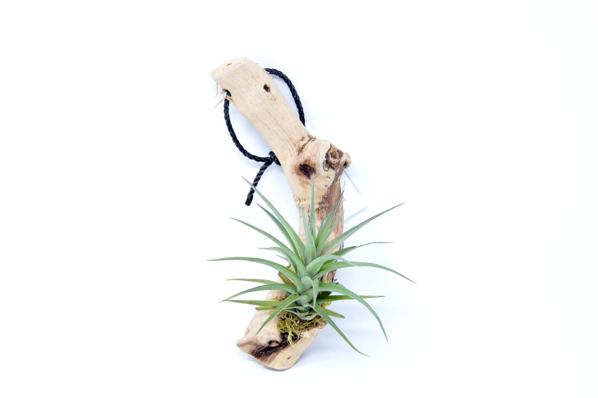 Tillandsia 1 Mounted On Grapewood Hanging - Rainforest Flora