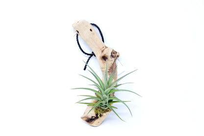 Tillandsia 1 Mounted On Grapewood Hanging - Rainforest Flora
