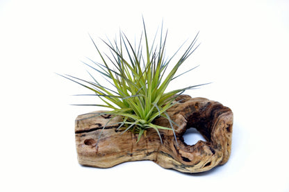 Tillandsia 1 Mounted On Grapewood Sitting - Rainforest Flora