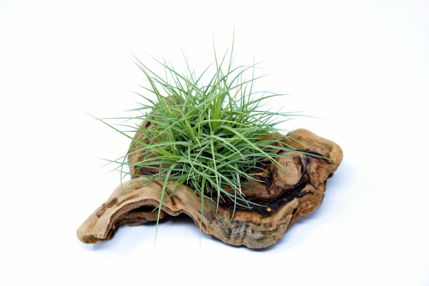 Tillandsia 1 Mounted On Grapewood Sitting - Rainforest Flora