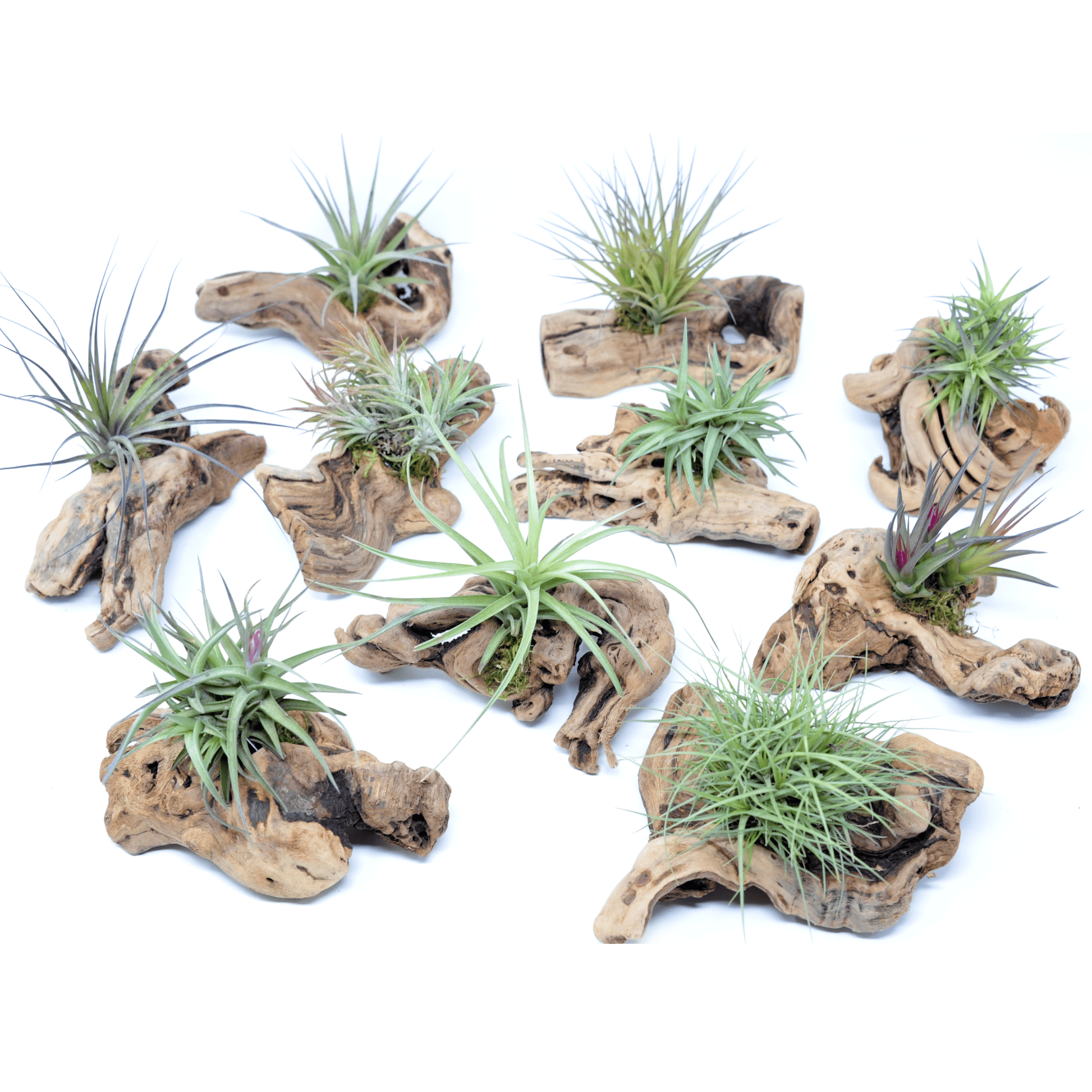 Tillandsia 1 Mounted On Grapewood Sitting - Rainforest Flora