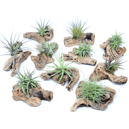 Tillandsia 1 Mounted On Grapewood Sitting - Rainforest Flora