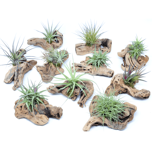 Tillandsia 1 Mounted On Grapewood Sitting - Rainforest Flora