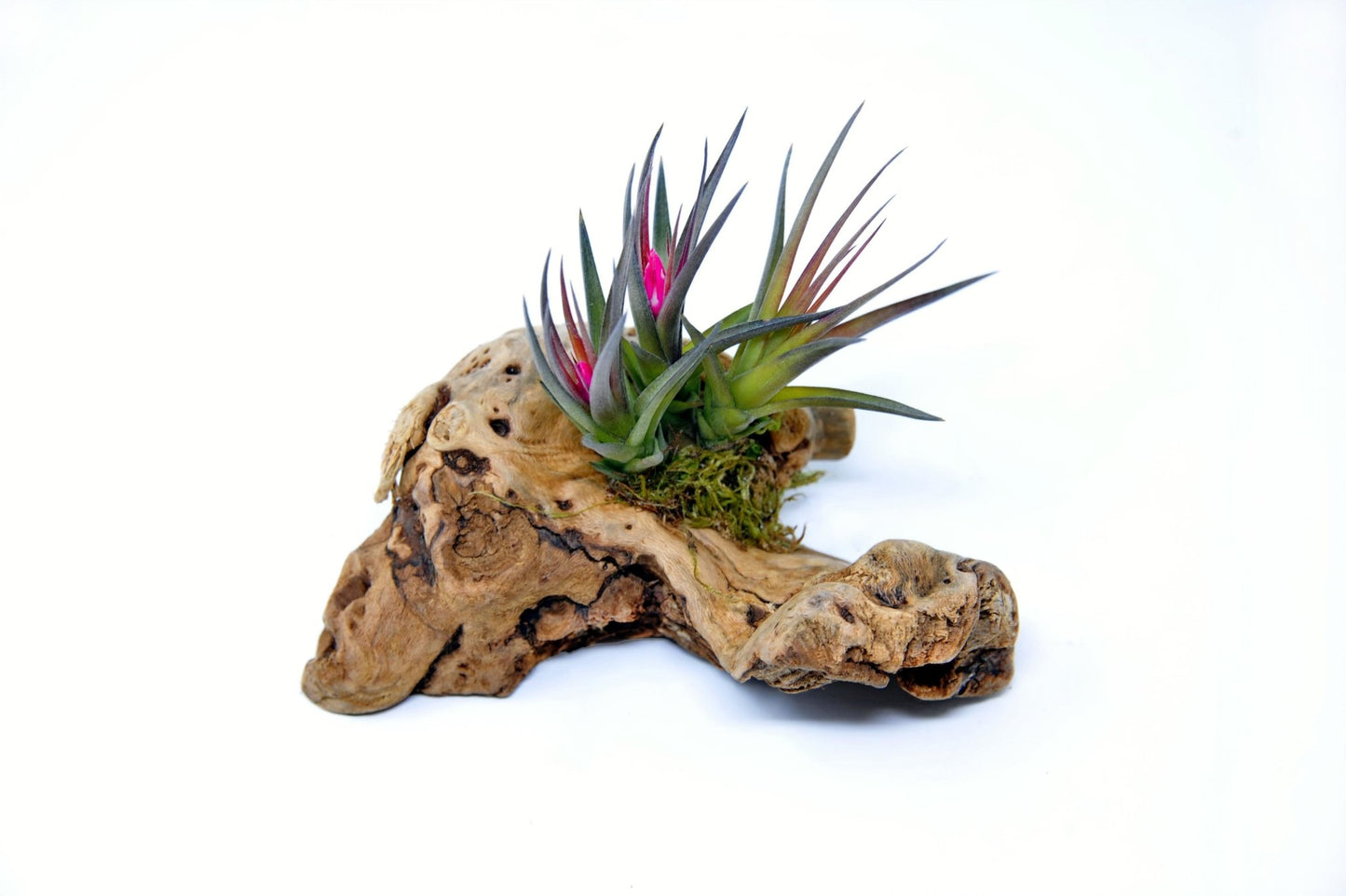 Tillandsia 1 Mounted On Grapewood Sitting - Rainforest Flora