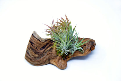 Tillandsia 1 Mounted On Grapewood Sitting - Rainforest Flora