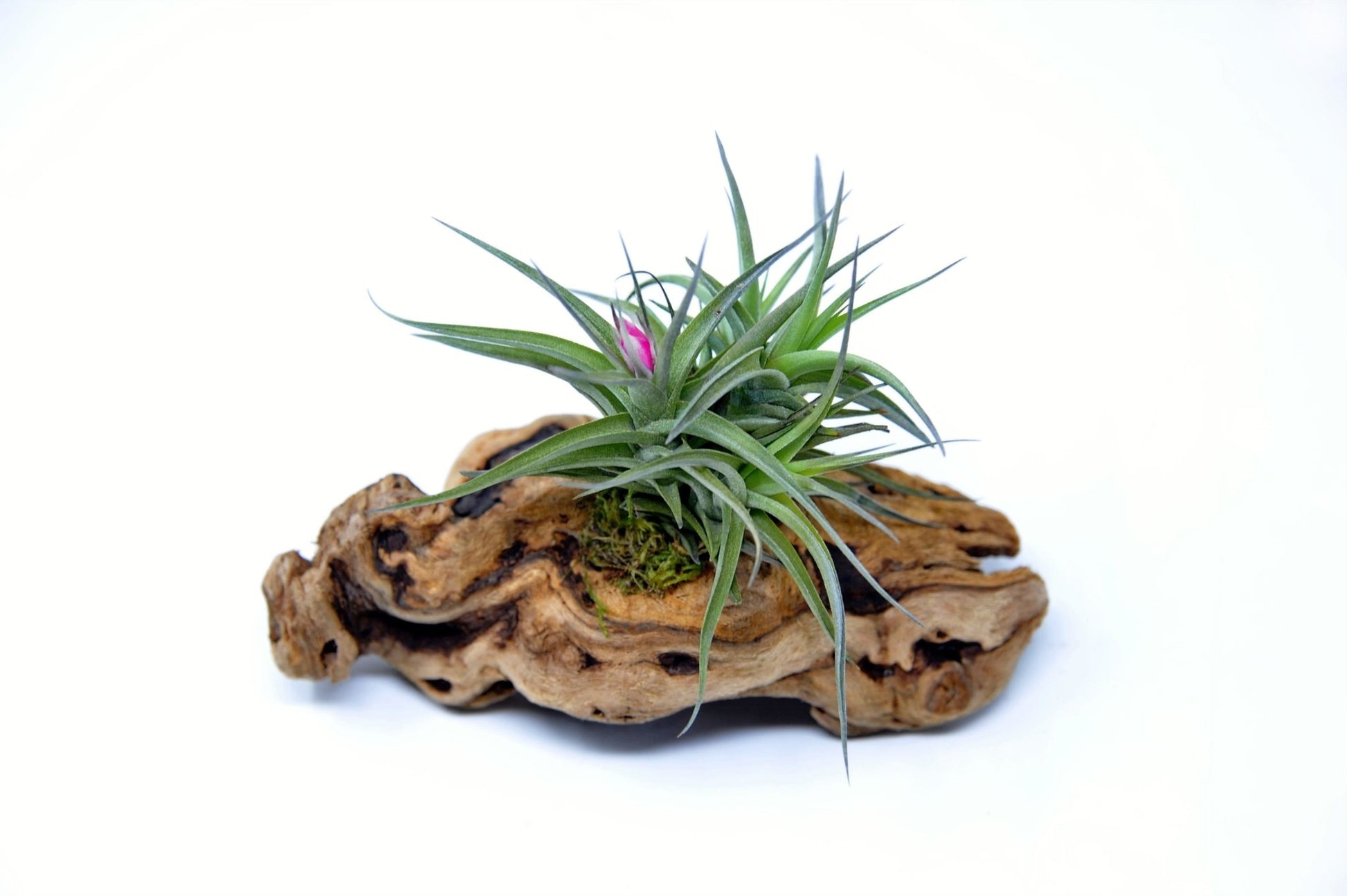 Tillandsia 1 Mounted On Grapewood Sitting - Rainforest Flora