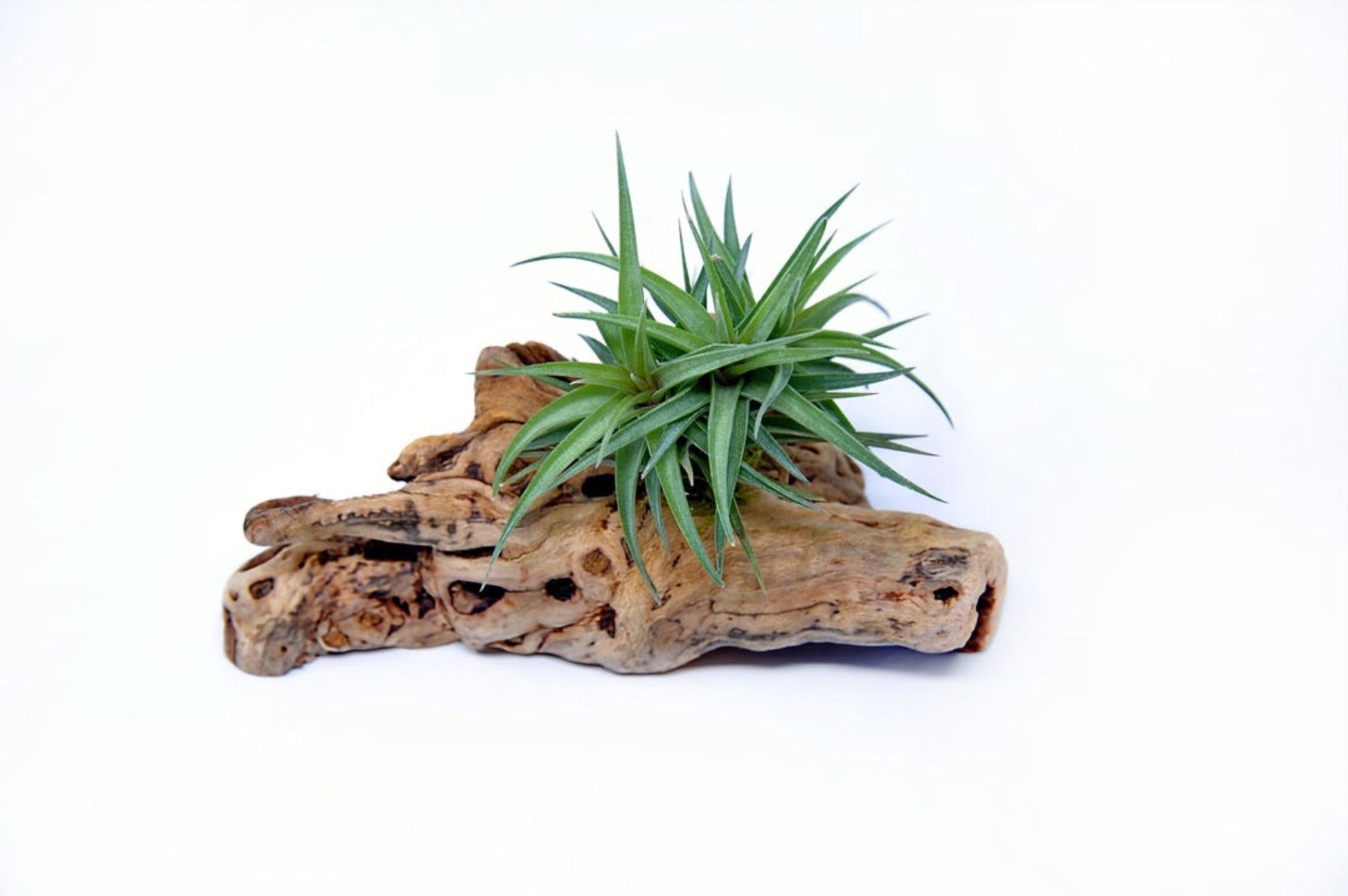Tillandsia 1 Mounted On Grapewood Sitting - Rainforest Flora