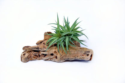 Tillandsia 1 Mounted On Grapewood Sitting - Rainforest Flora