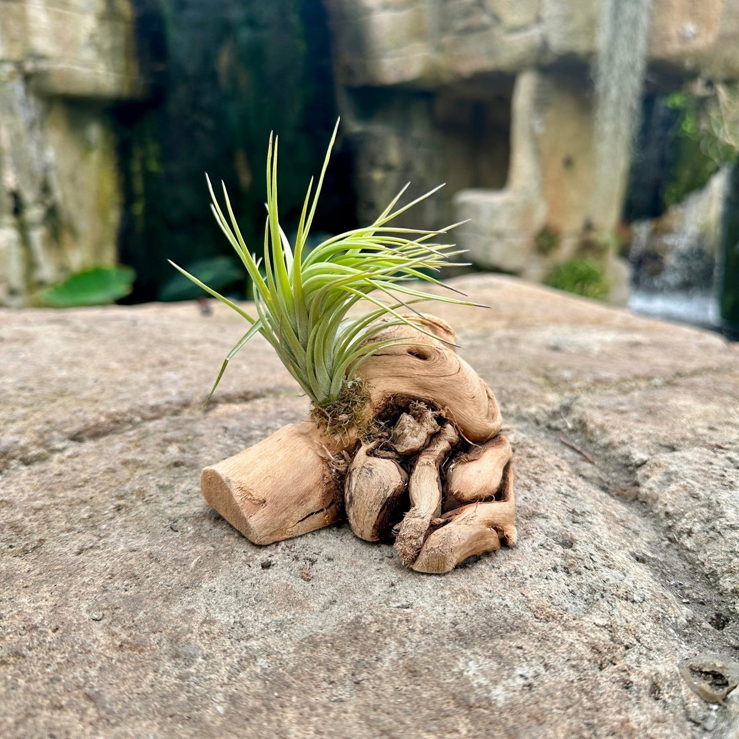 Tillandsia 1 Mounted On Grapewood Sitting - Rainforest Flora