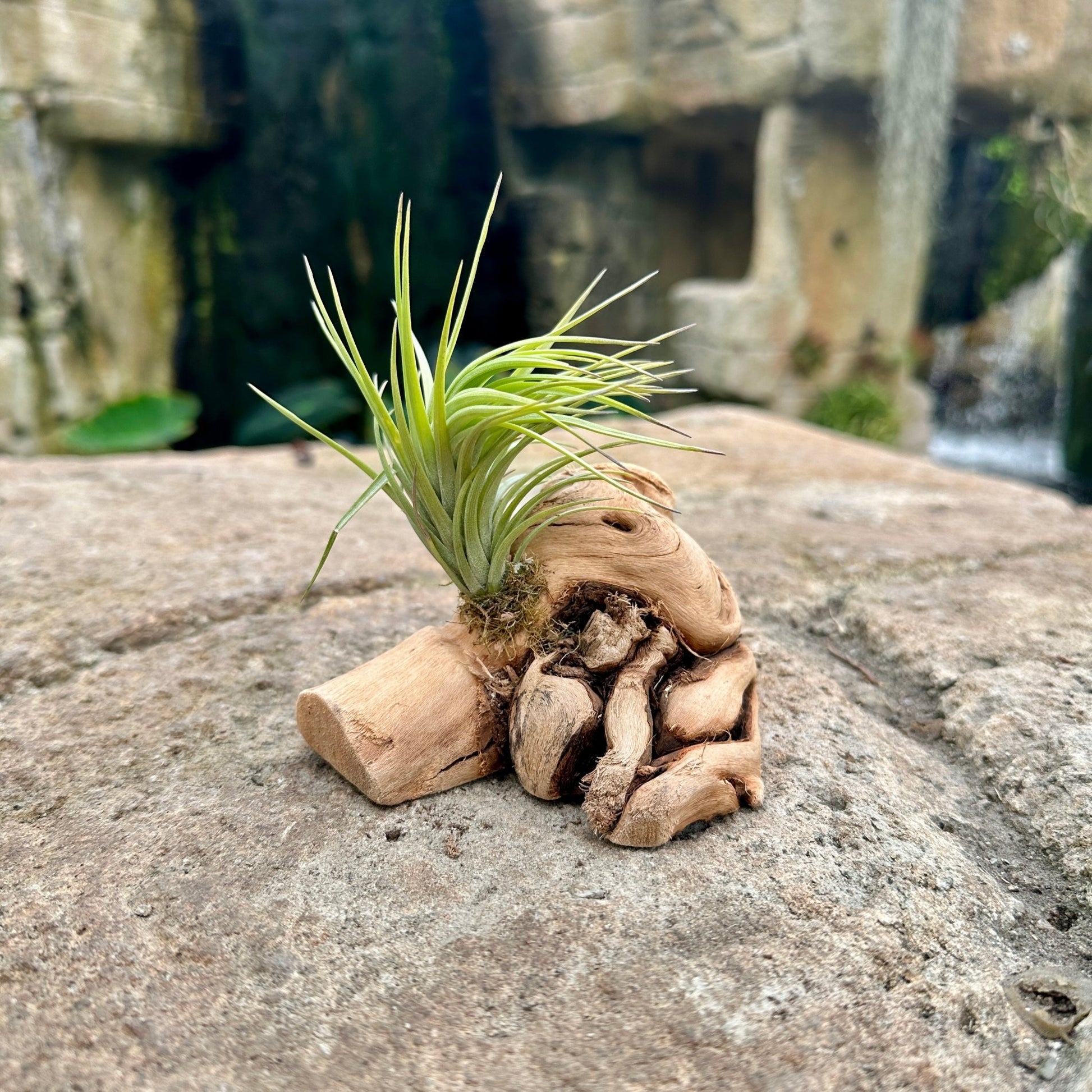 Tillandsia 1 Mounted On Grapewood Sitting - Rainforest Flora