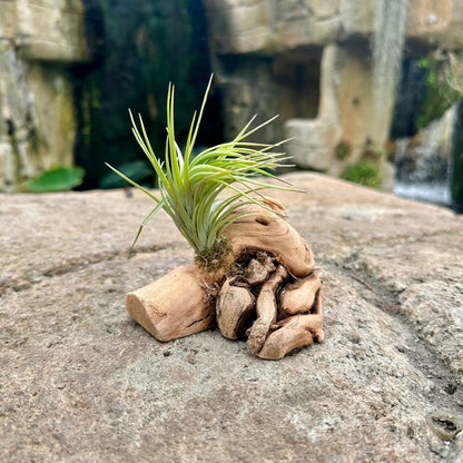 Tillandsia 1 Mounted On Grapewood Sitting - Rainforest Flora