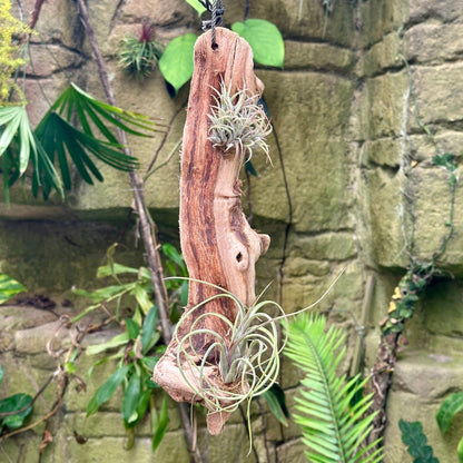 Tillandsia #2 Mounted On Grapewood Hanging - Rainforest Flora
