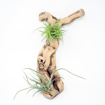 Tillandsia 2 Mounted On Grapewood Hanging - Rainforest Flora