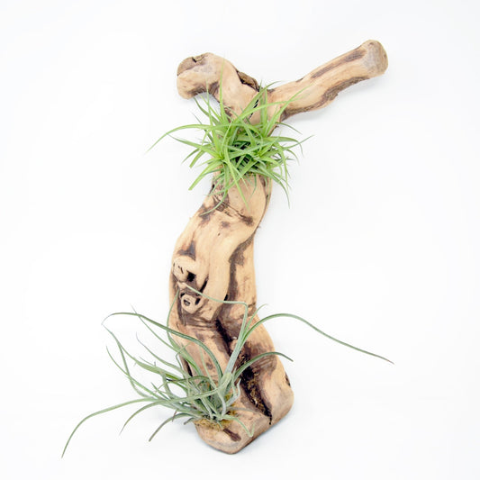 Tillandsia 2 Mounted On Grapewood Hanging - Rainforest Flora