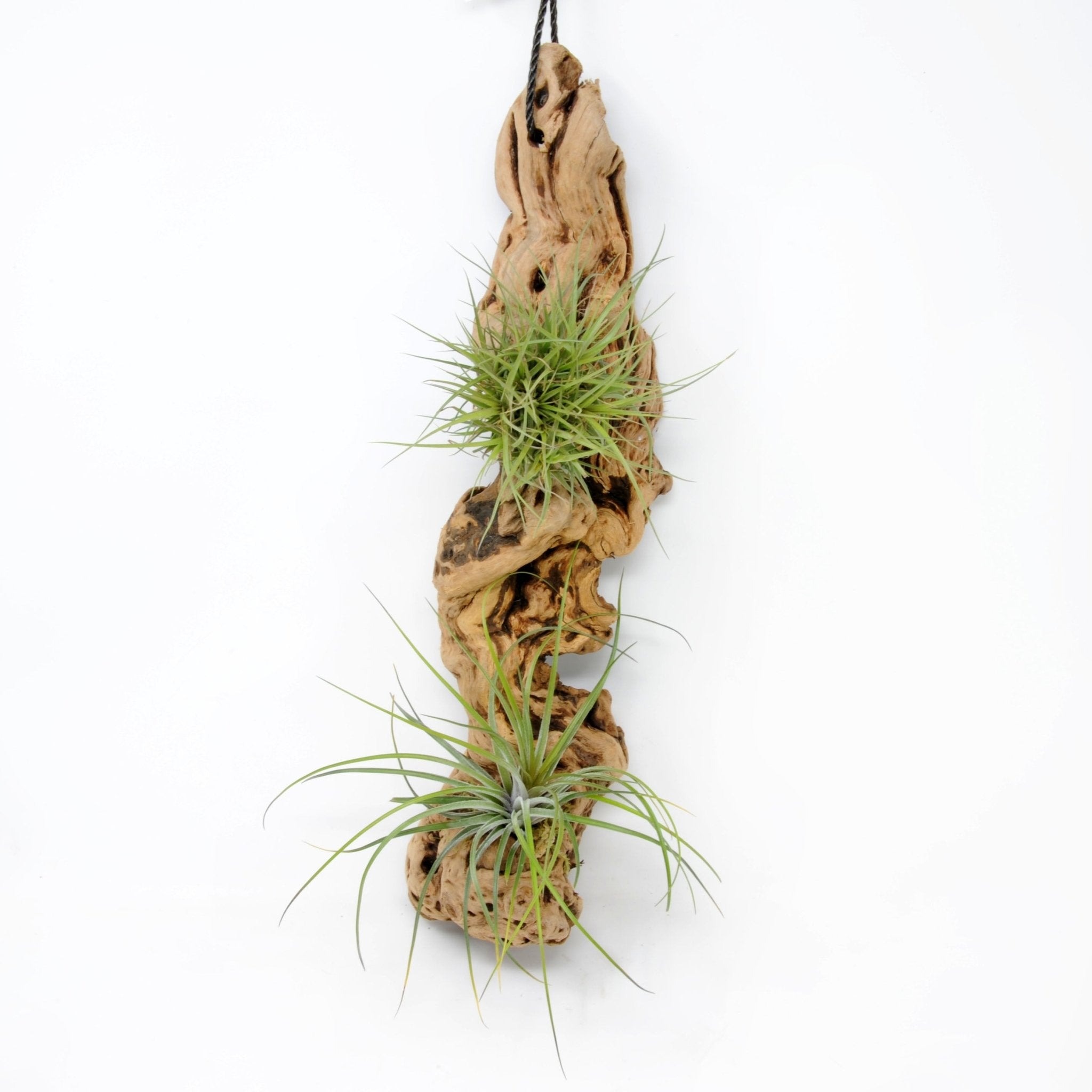 Tillandsia #2 Mounted On Grapewood Hanging – Rainforest Flora