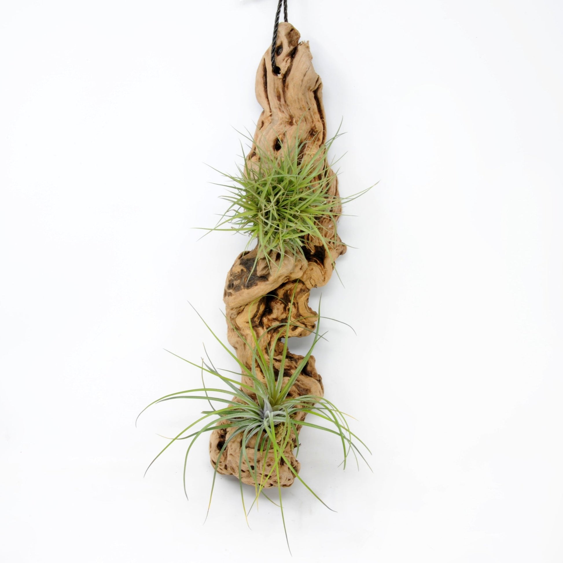 air plants mounted on wood Tillandsia #2 Mounted On Grapewood Hanging – Rainforest Flora