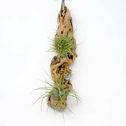 Tillandsia 2 Mounted On Grapewood Hanging - Rainforest Flora