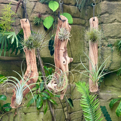 Tillandsia #2 Mounted On Grapewood Hanging - Rainforest Flora