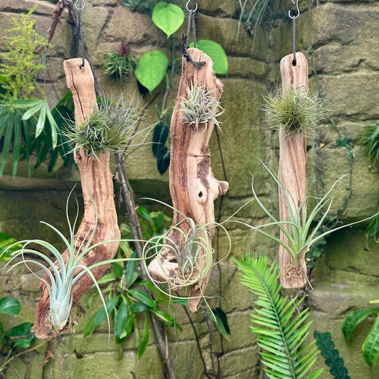 Tillandsia #2 Mounted On Grapewood Hanging - Rainforest Flora