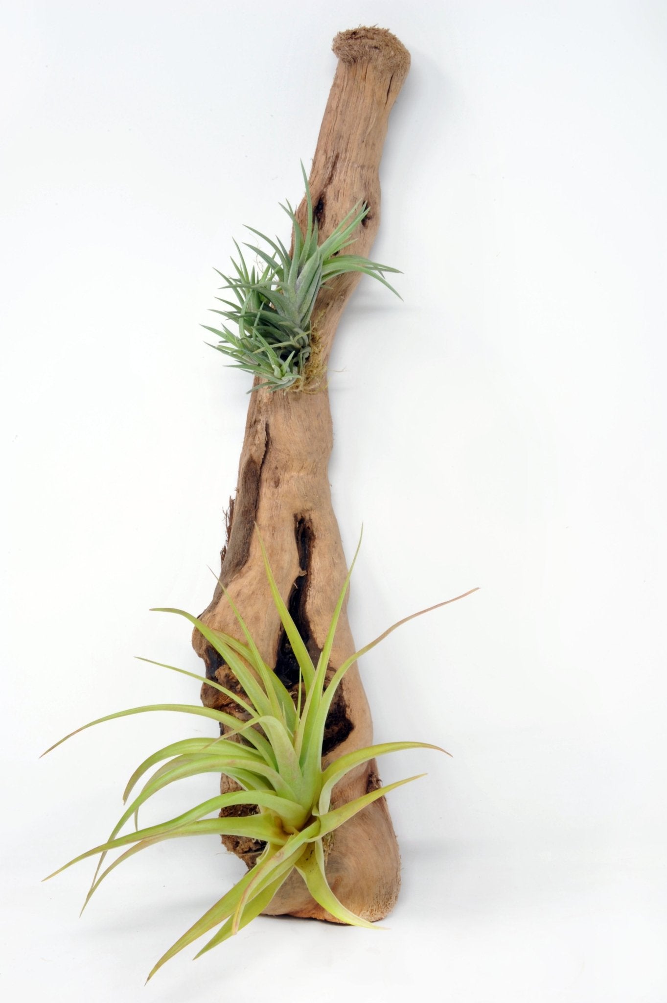 Tillandsia 2 Mounted On Grapewood Hanging - Rainforest Flora