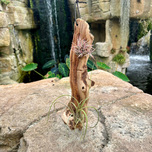 Tillandsia 2 Mounted On Grapewood Hanging - Rainforest Flora