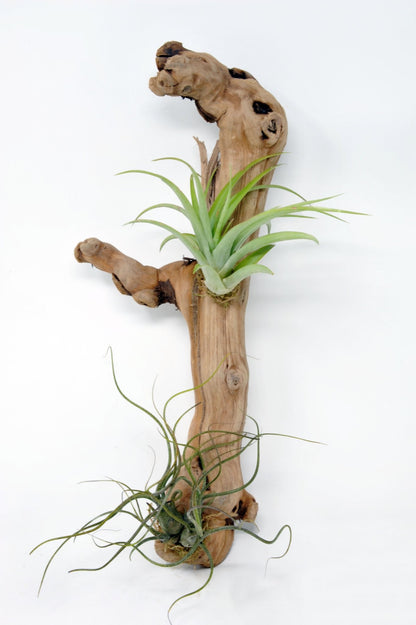 driftwood air plant wall Tillandsia #2 Mounted On Grapewood Hanging – Rainforest Flora