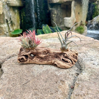 Tillandsia 2 Mounted On Grapewood Sitting - Rainforest Flora