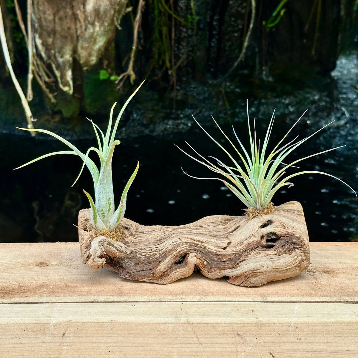 Tillandsia #2 Mounted On Grapewood Sitting - Rainforest Flora