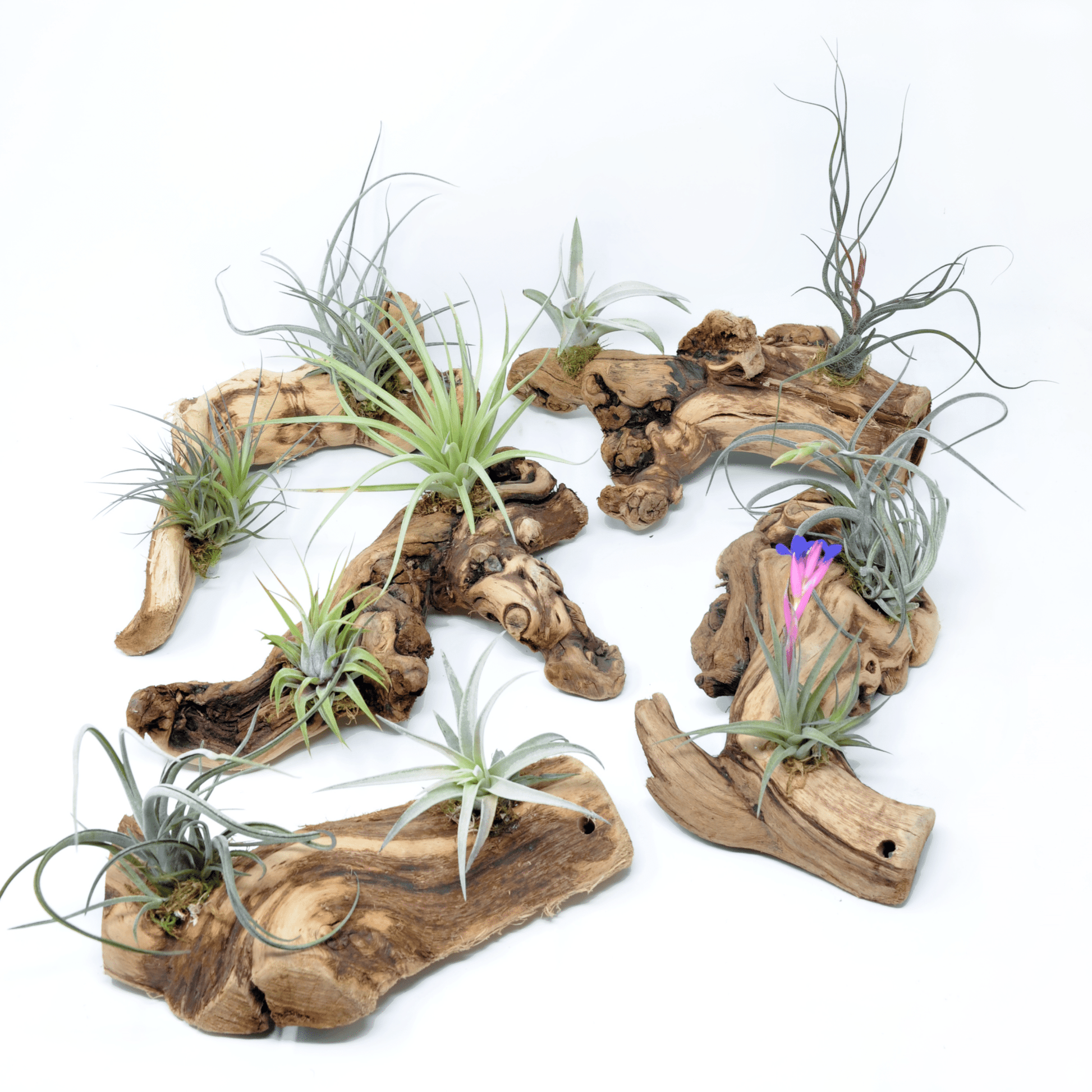 Tillandsia 2 Mounted On Grapewood Sitting - Rainforest Flora
