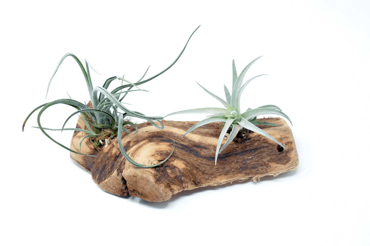 Tillandsia 2 Mounted On Grapewood Sitting - Rainforest Flora