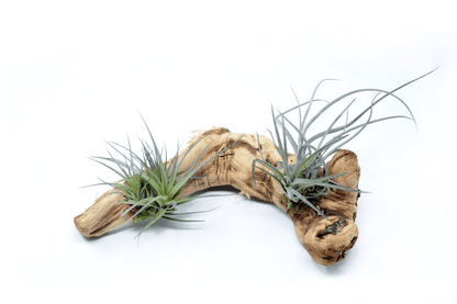 Tillandsia 2 Mounted On Grapewood Sitting - Rainforest Flora