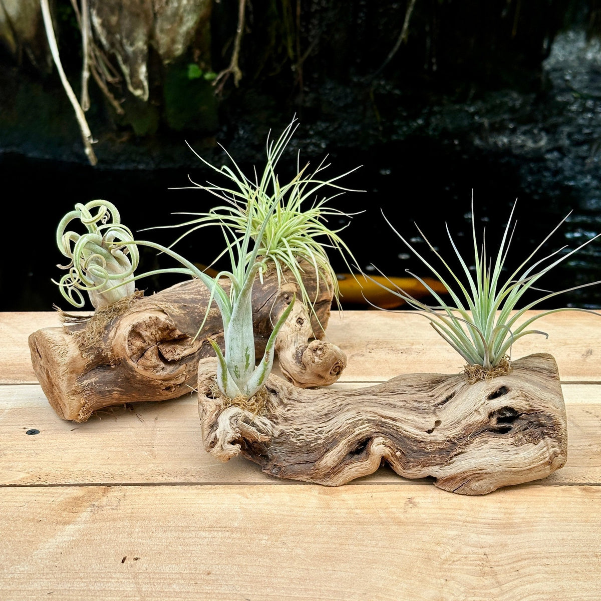 Tillandsia #2 Mounted On Grapewood Sitting - Rainforest Flora