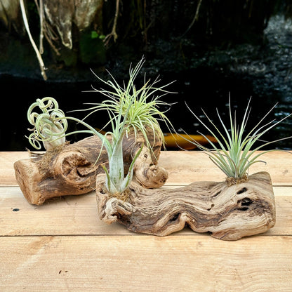 Tillandsia #2 Mounted On Grapewood Sitting - Rainforest Flora
