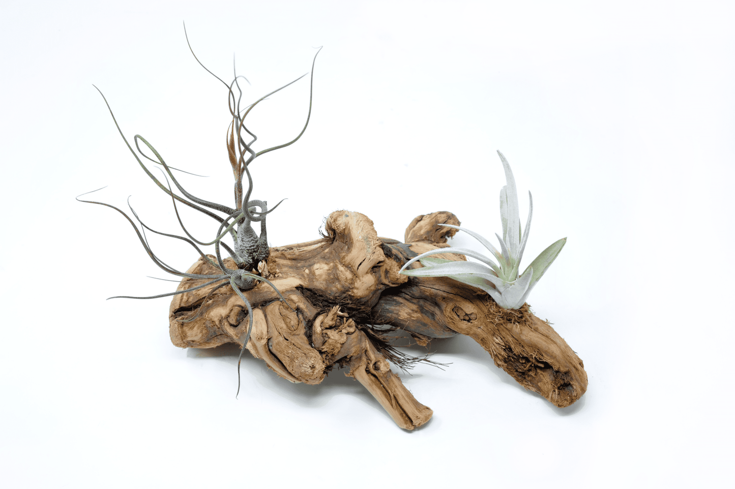 Tillandsia 2 Mounted On Grapewood Sitting - Rainforest Flora