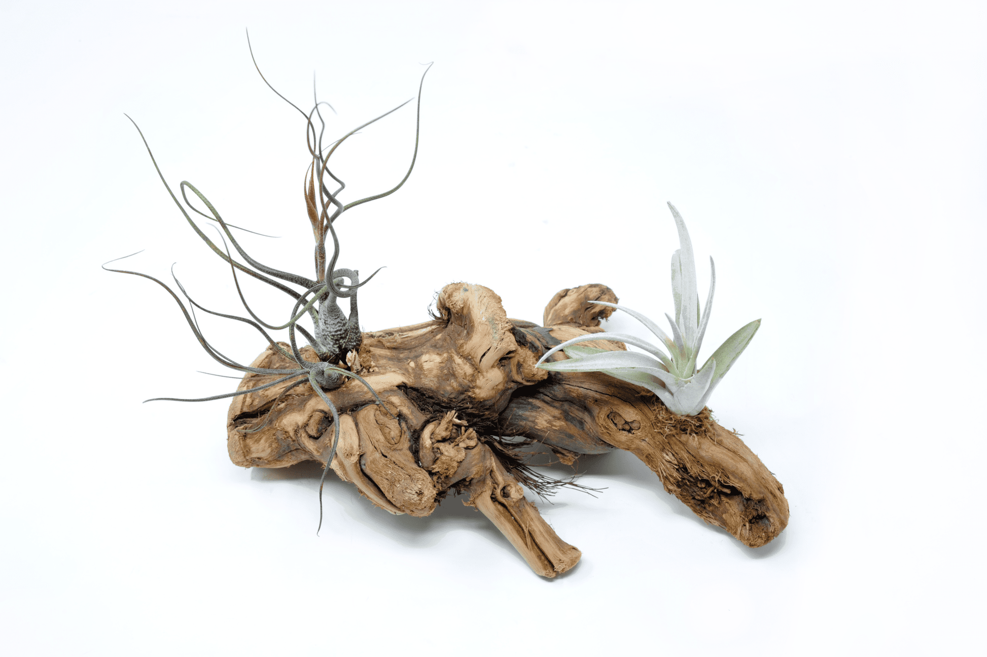 Tillandsia 2 Mounted On Grapewood Sitting - Rainforest Flora