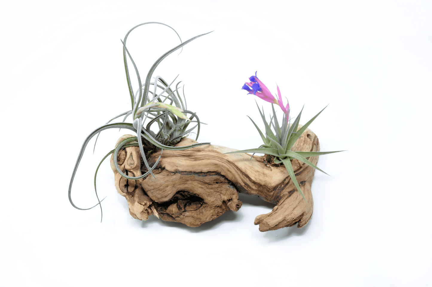 Tillandsia 2 Mounted On Grapewood Sitting - Rainforest Flora