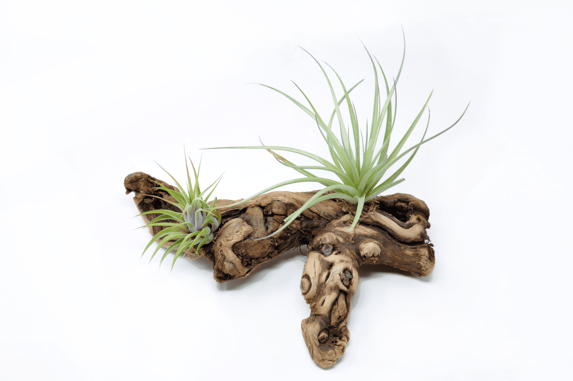 Tillandsia 2 Mounted On Grapewood Sitting - Rainforest Flora