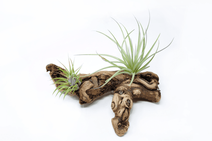 Tillandsia 2 Mounted On Grapewood Sitting - Rainforest Flora