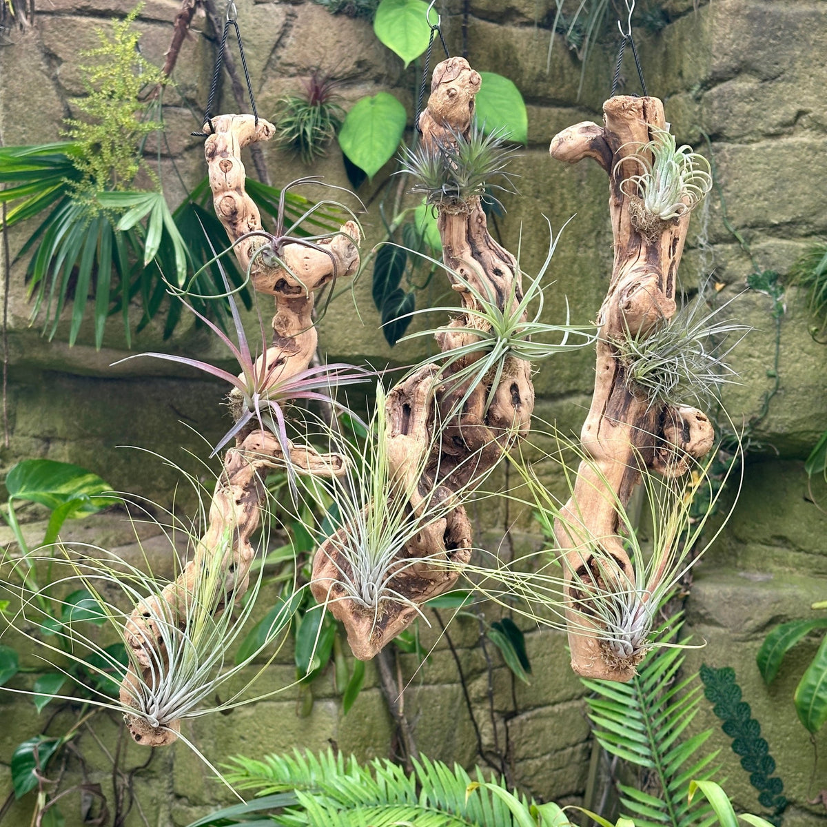 Tillandsia #3 Mounted On Grapewood Hanging - Rainforest Flora