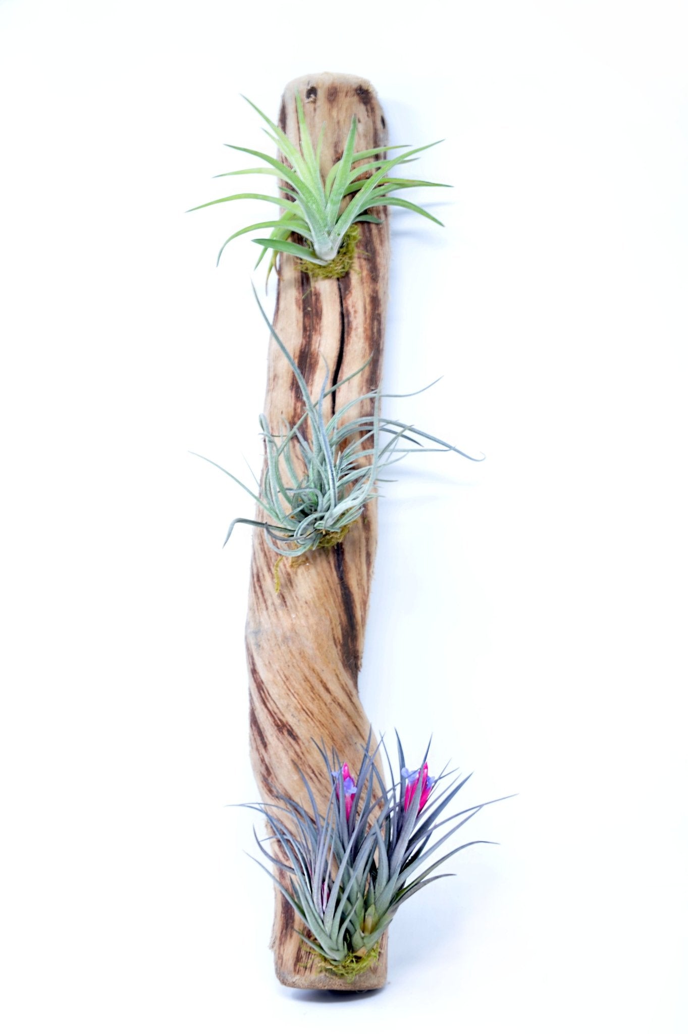 air plants mounted on wood Tillandsia #3 Mounted On Grapewood Hanging