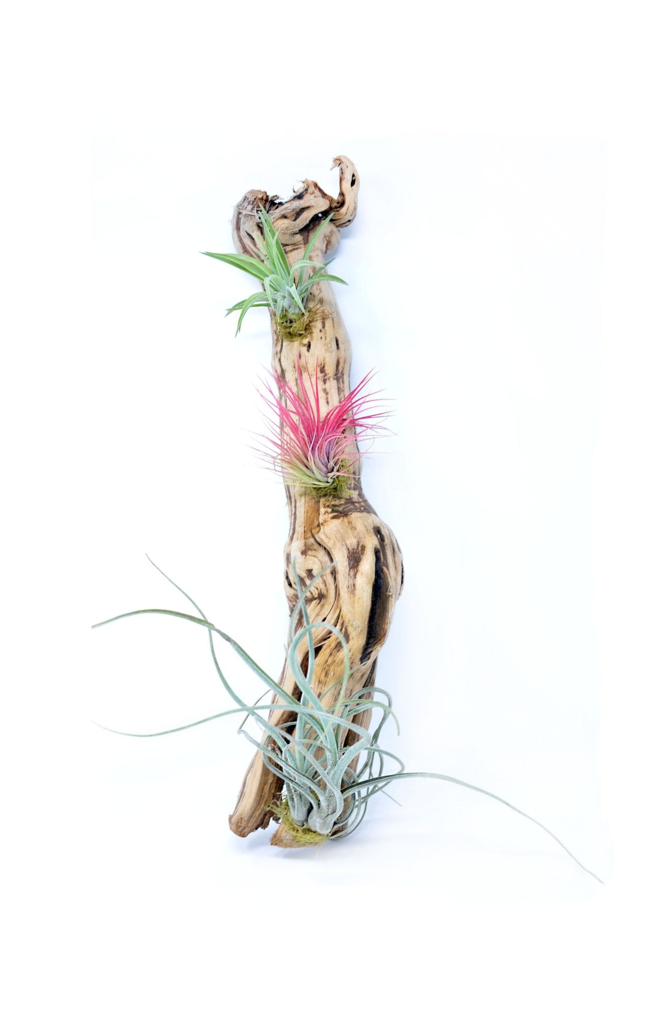 Tillandsia 3 Mounted On Grapewood Hanging - Rainforest Flora