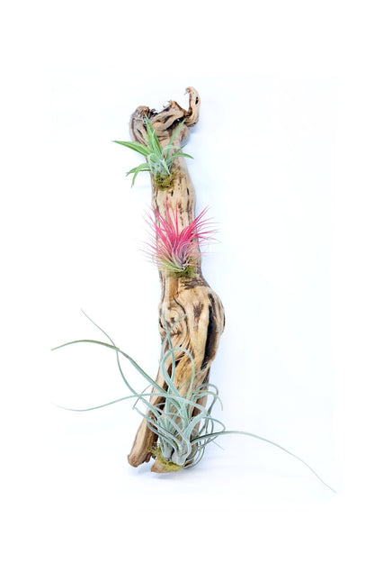 Tillandsia 3 Mounted On Grapewood Hanging - Rainforest Flora