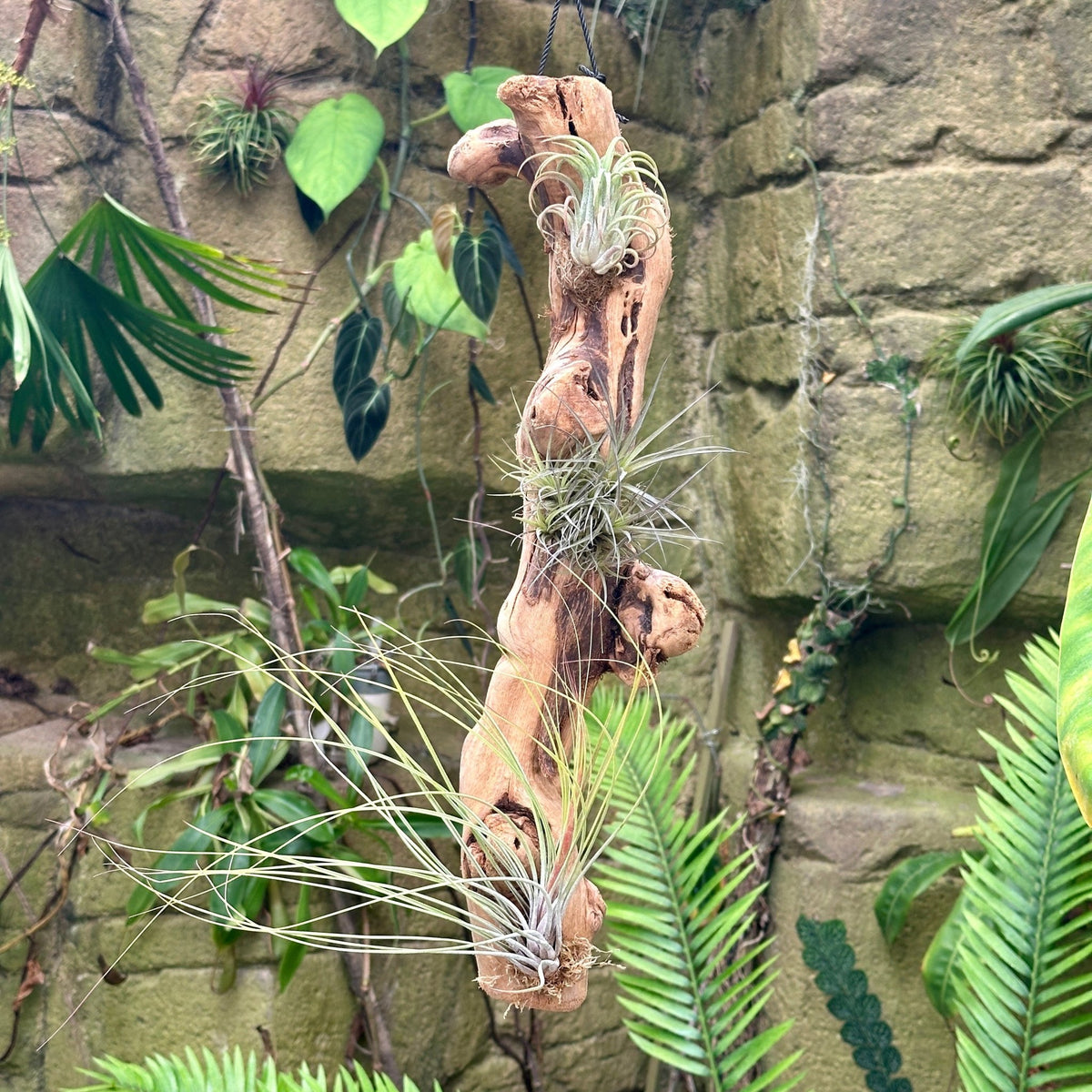 Tillandsia #3 Mounted On Grapewood Hanging - Rainforest Flora