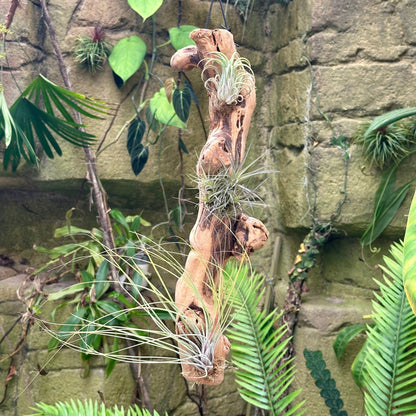 Tillandsia #3 Mounted On Grapewood Hanging - Rainforest Flora