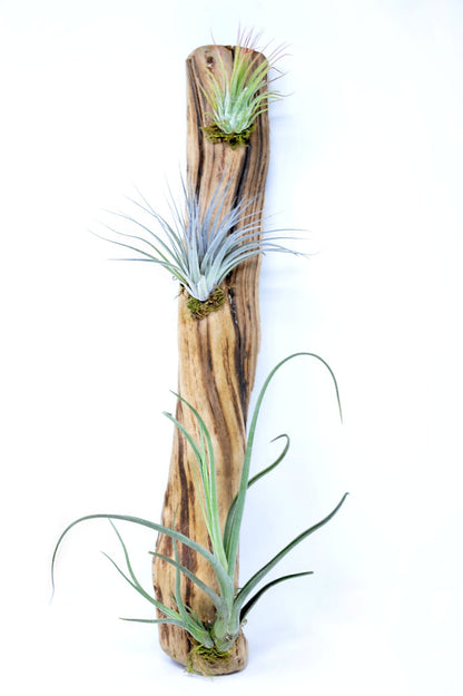 hanging driftwood with air plants Tillandsia #3 Mounted On Grapewood Hanging – Rainforest Flora