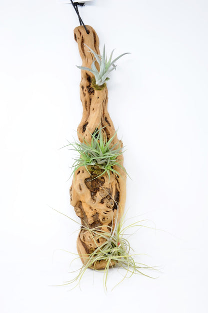 driftwood air plant holder Tillandsia #3 Mounted On Grapewood Hanging – Rainforest Flora