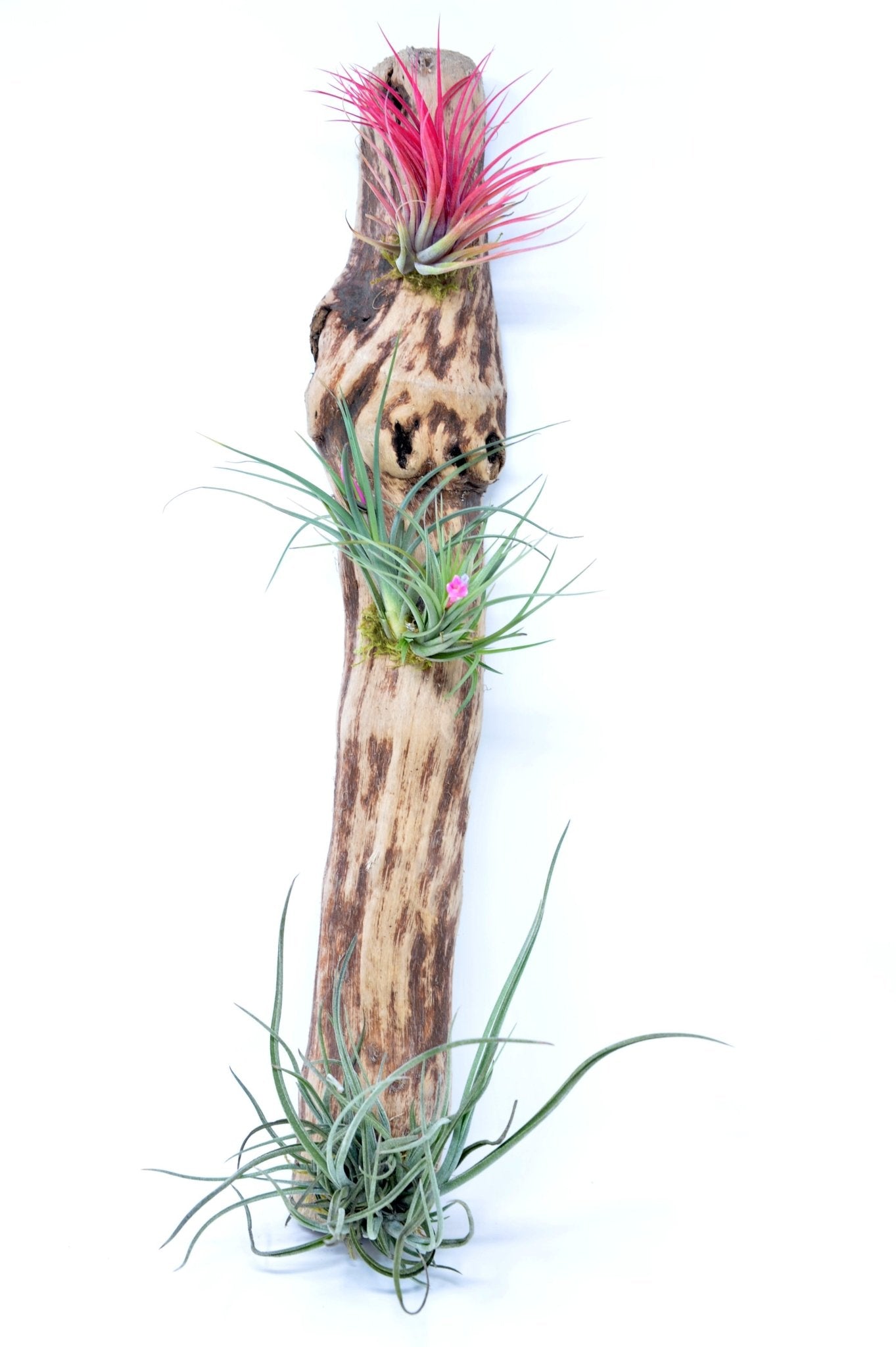 air plants mounted on wood Tillandsia #3 Mounted On Grapewood Hanging – Rainforest Flora